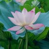 ~约定~幸福~的头像