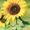 人生若只如初见的头像