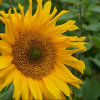 向日葵的头像