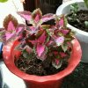 的头像