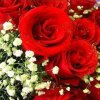 玫瑰红的头像