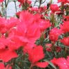 向~花的头像