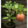 靖王府♀雪落无声的头像