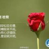 勿忘我的头像
