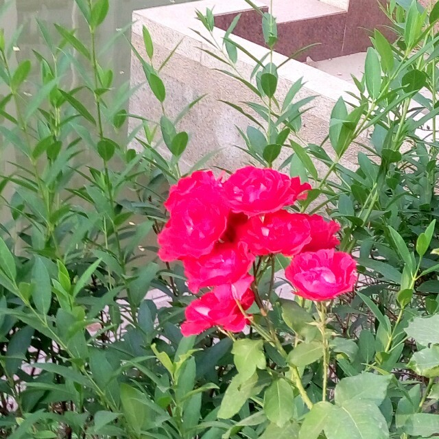 演唱歌手梅花寒香小号的头像