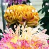 快乐自我的头像