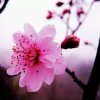 痴人梦的头像