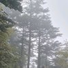 光头强停的头像