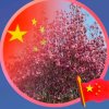 风轻云淡的头像