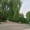 雨荷的头像