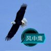 风中鹰的头像