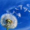 蒲公英的约定的头像