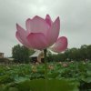 红尘的头像