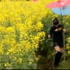 云燕花语的头像