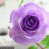 紫色玫瑰《拒绝私聊》的头像