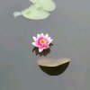 梦醒的头像