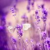 云曦❀紫薰的头像