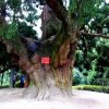 tang唐，的头像