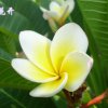 栀子的头像