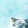 飘雪的头像
