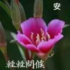 微笑似默的头像