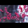 法国巴黎的头像