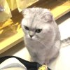 打开的头像