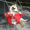 赌神的头像