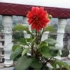 腊月梅花开的头像