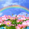 雨后彩虹的头像