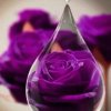 紫色玫瑰《拒收礼物谢谢》的头像