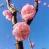 葵花的头像