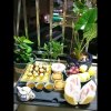 兰的头像