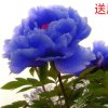 枫叶的头像