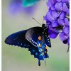 蓝蝶的头像