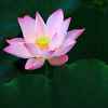 莲waterlily的头像