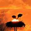 喜喜的头像
