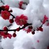 雪中情的头像