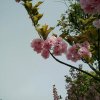 瑞雪傲兰(拒私信)的头像
