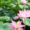 莲伊♬ 猎鹰♬的头像