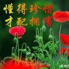 心宇，龙族的头像