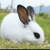小白兔的头像