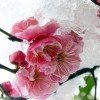 春雪秋梅的头像