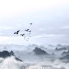 小白杨的头像