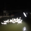 晓的头像