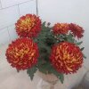 兰莲花的头像