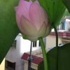 梅花香自苦寒来。的头像
