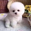 ╰★Ｓay丶雲竹的头像