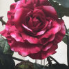 桅子花的头像