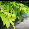 绿叶的头像